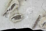 Ediacaran Aged Fossil Worms (Sabellidites) - Estonia #73532-3